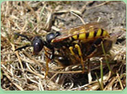 wasp control Thornton Heath