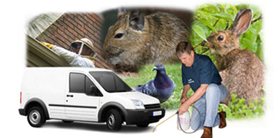Thornton Heath local van